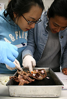 Human Anatomy students Keum-Bi Song, left, and Young Kim, right, pin a human heart during a class excercise. ()