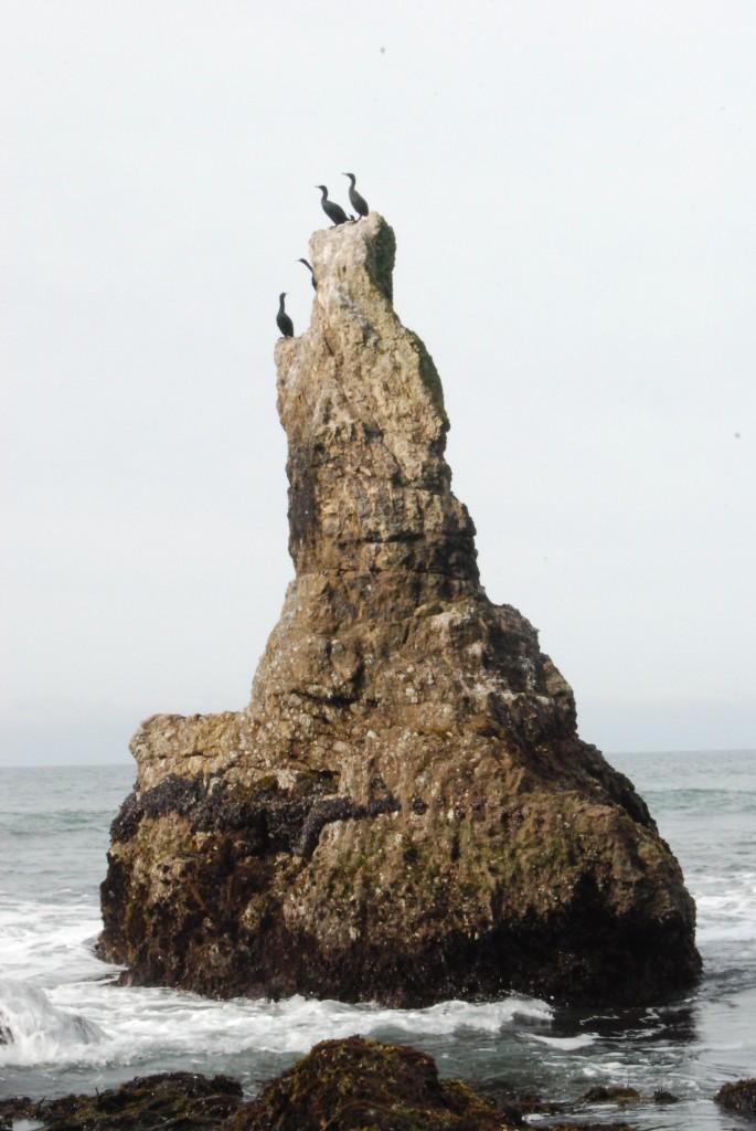 Birds perch on a rock off of Sculptured Beach in Point Reyes, Calif. (Photo by Annie Sciacca/The Inquirer 2010)