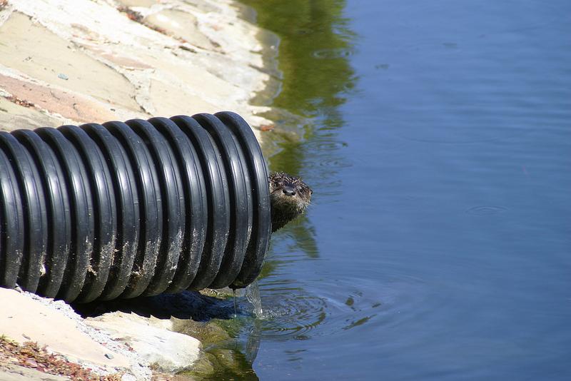 An otter pokes its head out of a pipe at the DVC duck pond on Thursday, Sept. 26, 2013. (Andrew Barber/ The Inquirer)