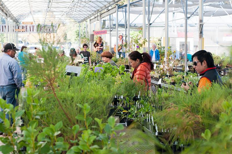 People shop around at the horticulture sale on Nov. 1.Photo credit: Gustavo Vasquez.