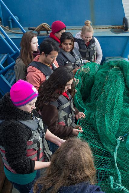 DVC oceanography students preparing their fishing nets for collecting the specimens from the bay on their field trip out in Antioch on February 21st, 2015.