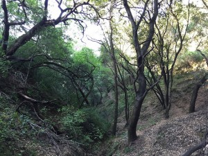 Briones Regional Park. 