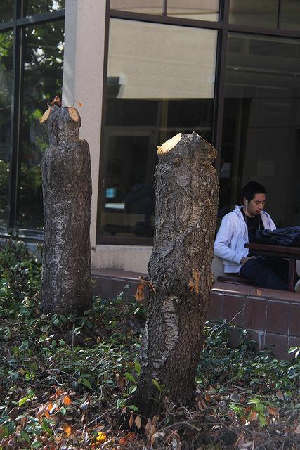 Replace lost trees on campus