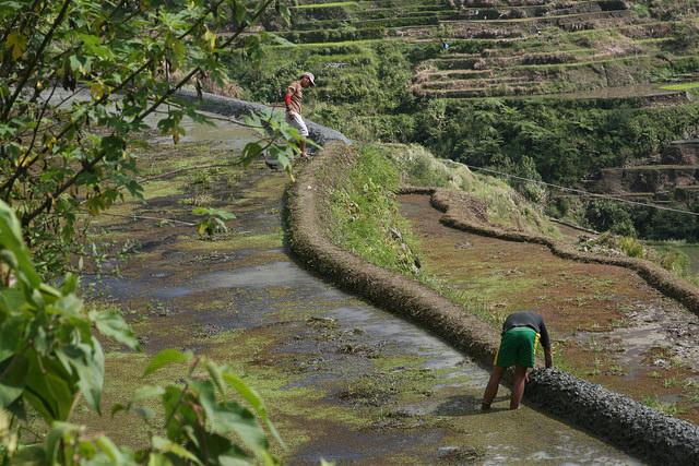 Two men working on rice terraces in Ifugao province, Philippines.