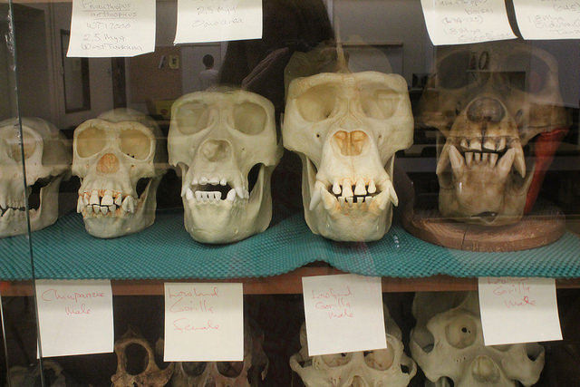 Casts of hominid skulls on display in the anthropology department