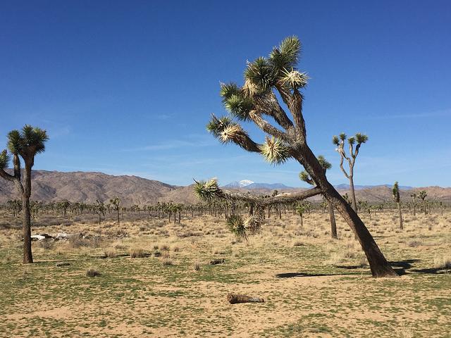 A+common+sight+in+Joshua+Tree+National+Park.