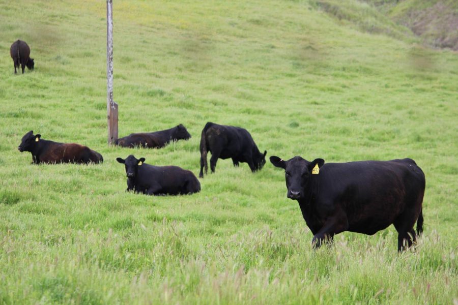 Cattle that live their lives on pasture provide more nutritionally dense meat than their factory farmed counterparts. Photographed by Tyler Skolnick in Point Reyes, on April 28th, 2018.