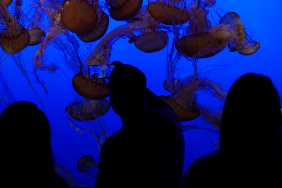 Sea Nettle jellyfish gather in front of onlookers in the Jellies exhibit at the Monterey Bay Aquarium. 