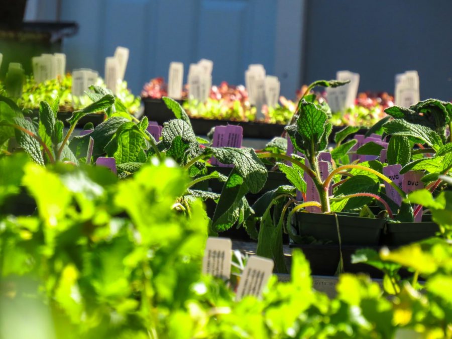 The horticulture department selling plants at a Plant Sale  which took place February 22-23 at Diablo Valley College. (Pavlina MarkovaThe Inquirer).