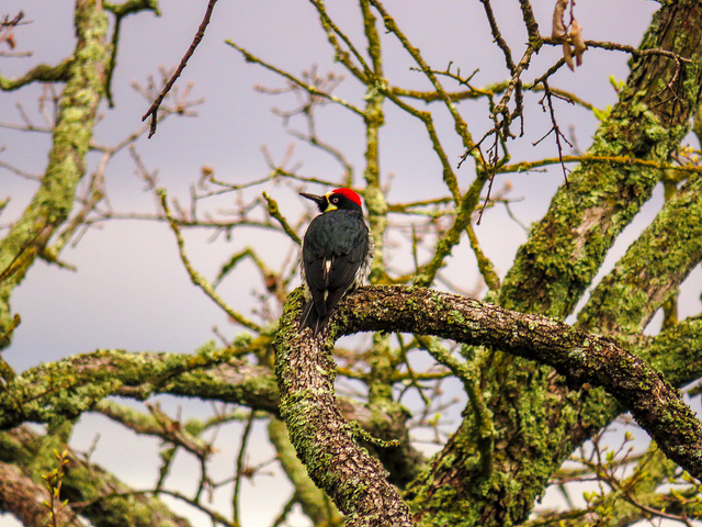 An acorn woodpecker on the Nature Trail in John Muir Land Trust. (Pavlina Markova/The Inquirer).