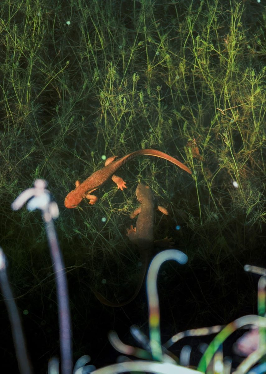 Climate Change Disrupts Bay Area Newt Migration